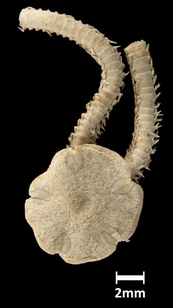 Media type: image;   Invertebrate Zoology OPH-1463 Aspect: dorsal
